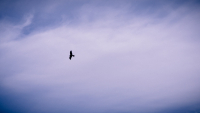 P1038914-Web