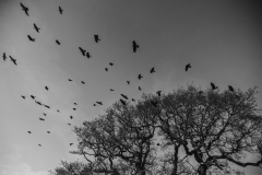 Crow Flies South