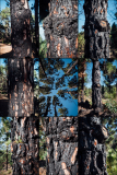 3x3-02-2020-01-La-Palma-Burnt-Trees-Web-rotated