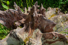 Teeth